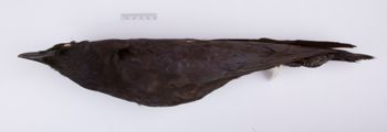 Media type: image;   Ornithology 201904